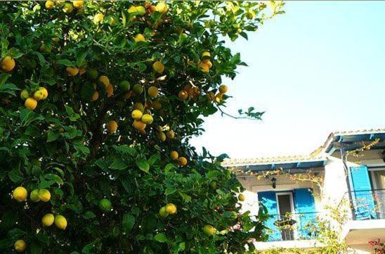 Villa Fiorita Paleokasztríca Kültér fotó